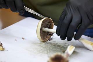 La FDA planea una revisión ultrarrápida de 3 drogas psicodélicas tras orden de Trump