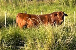 “La fertilidad es el factor más importante desde el punto de vista económico. Es 10 veces más importante que la calidad de la res y cinco veces más que la ganancia de peso”, recordó el especialista