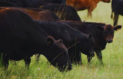 La fertilización ayuda a la sustentabilidad