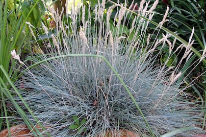 La Festuca glauca necesita requiere plena exposición al sol,  crece en todo tipo de suelos pero necesita buen drenaje