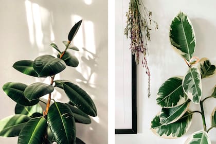 La Ficus elastica es otra variedad que purifica el aire, gracias a sus grandes hojas. Pero es importante limpiar sus hojas de vez en cuando, para garantizar su efecto.