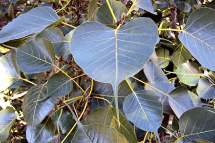 La Ficus Religiosa, especie sagrada para los hinduistas y budistas, tiene hojas caedizas con forma de corazón alargado 