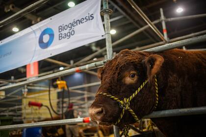 La fiebre aftosa es una enfermedad altamente contagiosa y grave que afecta al ganado vacuno