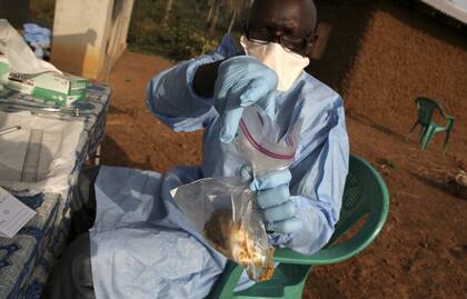 La fiebre de Lassa se transmite por orina y heces de roedores infectados (Crédito: bhekisisa.org)