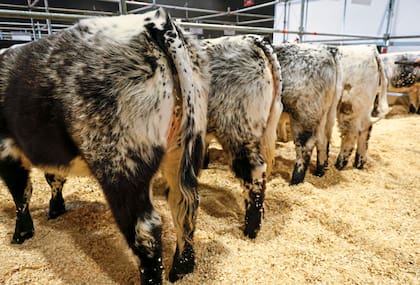 La fila con los animales que vinieron a la Exposición Rural de Palermo