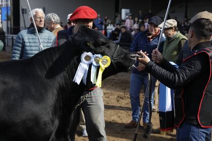 “La fila que armé muestra el nivel superlativo que tiene hoy el Brangus”, sostuvo el jurado