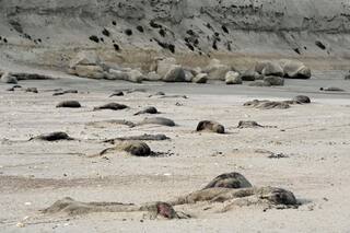 Murieron casi 2500 crías de elefantes marinos en las últimas cuatro semanas
