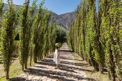 La finca de la familia Manzur, en Maimará.