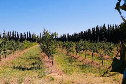 La finca en Villa Regina, Río Negro, donde se producen las manzanas que luego se convierten en sidra