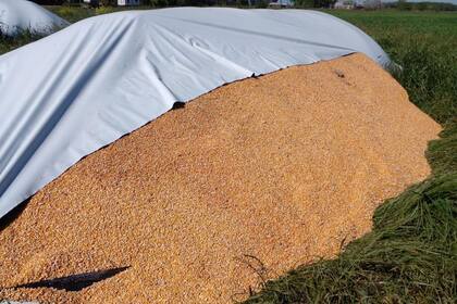 La fintech intercambia soja, maíz y trigo por bitcoins