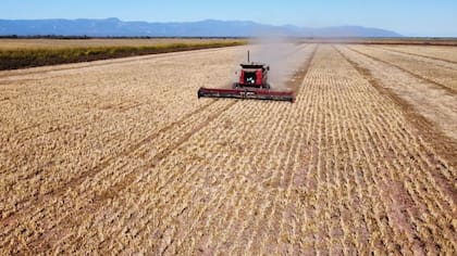 La firma es una gran productora de legumbres con distintas variedades en productos