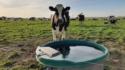 La firma nació a partir de un problema que detectó recorriendo campos: los animales caminaban entre 1000 y 3000 metros por día para tomar agua