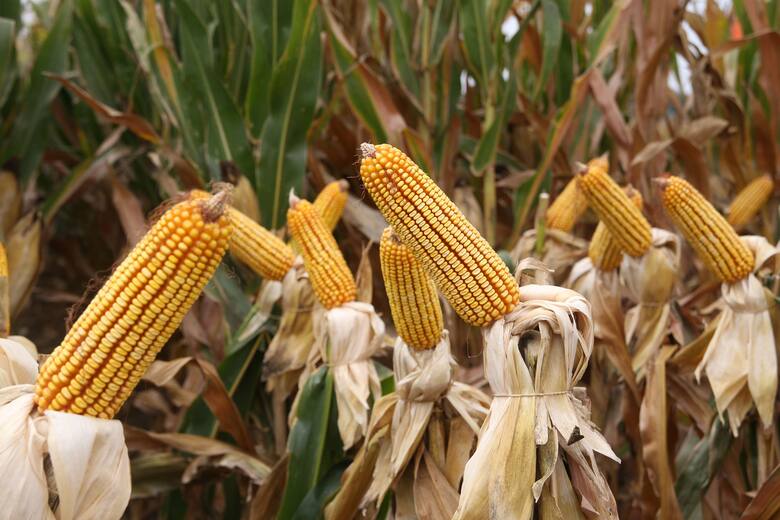 GDM amplía su imperio en Sudamérica con la compra del negocio de maíz y sorgo de KWS