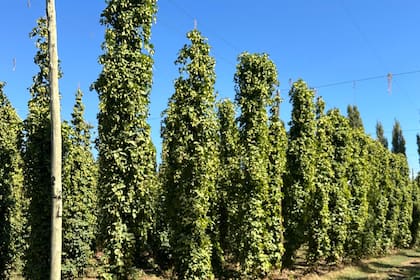 La firma produce unos 100.000 kilos de pellets por año, y compra a otros tres productores de El Bolsón entre 130.000 y 140.000 kilos más