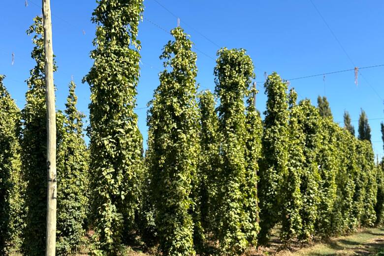 Lúpulo del sur: el ingrediente clave que define la personalidad de la cerveza