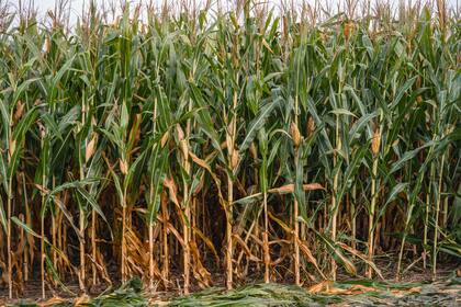 La firma, que marca el camino en sorgo y es protagonista en girasol, ahora también pisa fuerte en maíz