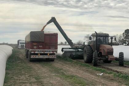 La firma recolectó el cereal para sacarlo del lugar