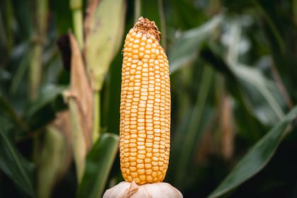 La firma sale a la cancha con sus híbridos
ADV8066TRE y ADV8360VIP3