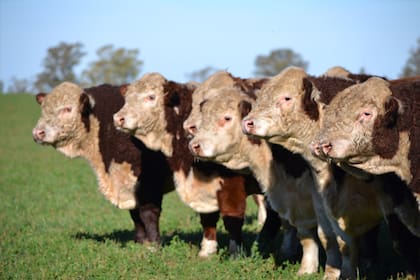 La firma tiene animales de las razas Angus, Hereford, Brangus y Braford