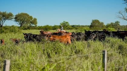 La firma tiene hacienda Brangus y Braford