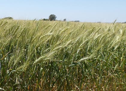 La firma ya viene buscando avanzar con Skylab en la Argentina