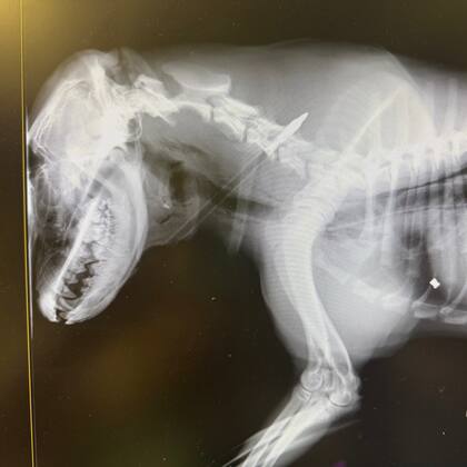 La flecha había quedado encajada cerca de su columna vertebral y esófago.