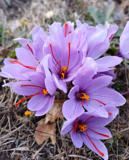 La flor de azafrán