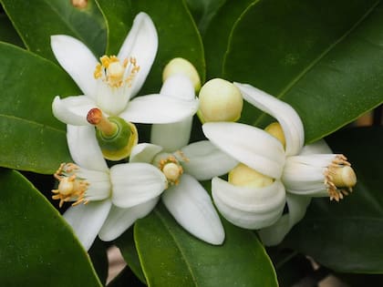 La flor de azahar contiene pectina, un componente que contribuye al cuidado estomacal