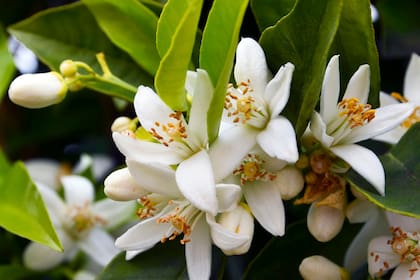 La flor de azahar es una flor blanca de árboles como el limonero, el cedro o el naranjo