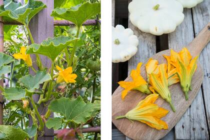 La flor de calabaza es un manjar desconocido en nuestro país y muy popular en zonas de centroamérica como México