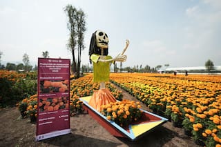 La flor de cempasúchil cubre México en Día de Muertos, pero el cambio climático la pone en riesgo