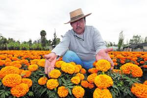 La flor de cempasúchil es un símbolo de la vida y la muerte; su nombre significa “veinte flores” o “varias flores”