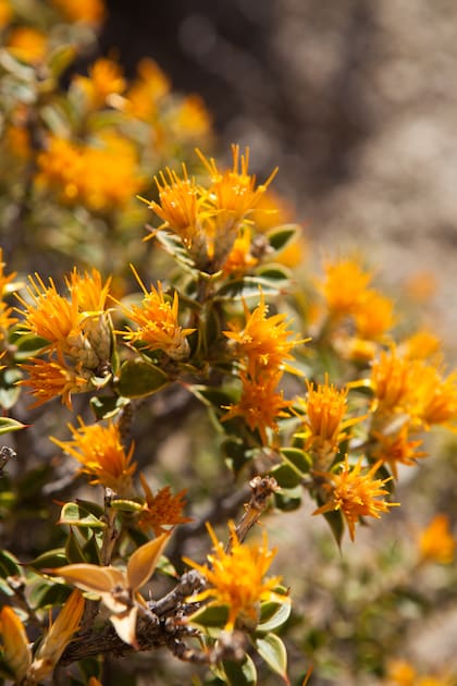 La flor de chuquiraga, belleza mínima de la estepa