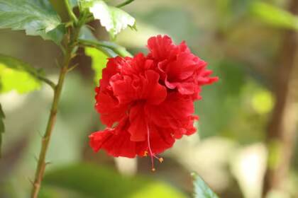 La flor de hibicus se utiliza para hacer infusiones debido a sus múltiple propiedades para la salud