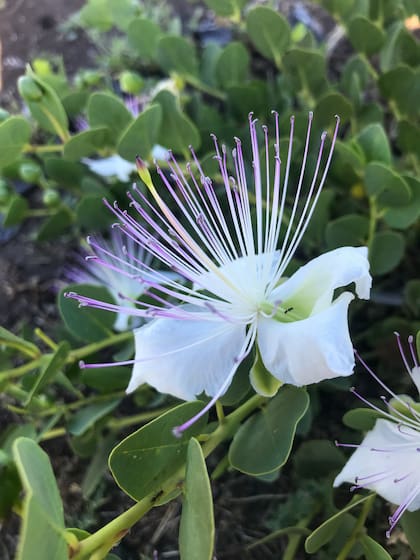 La flor de la alcaparra comienza a aparecer con los primeros calores