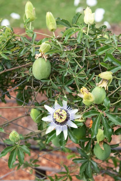 La flor de la Passiflora caerulea o mburucuyá es muy particular y vistosa, su fruto exótico y aromático es muy valorado en gastronomía.