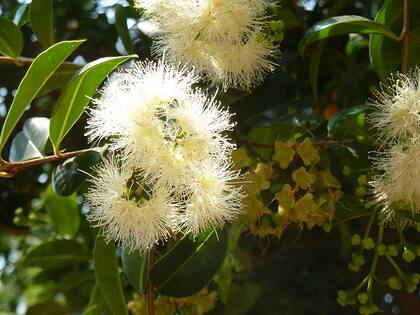 La flor de la Syzygium esparce un aroma dulce por los rincones del hogar