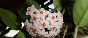 La planta de interior ideal para perfumar el hogar que los expertos en jardinería recomiendan