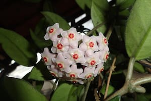 La planta de interior ideal para perfumar el hogar que los expertos en jardinería recomiendan