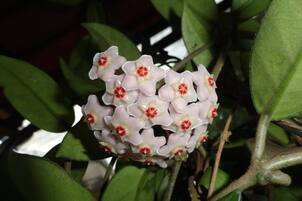 La planta de interior ideal para perfumar el hogar que los expertos en jardinería recomiendan