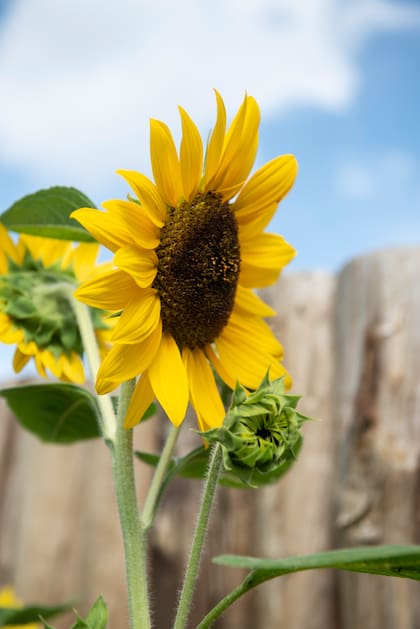 La flor del girasol, con su centro de semillas doradas