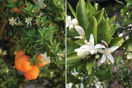 La flor del naranjo amargo tiene un perfume sofisticado y sutil.