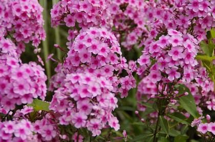 La flox de tierra silvestre florece luego de la aparición de la superluna en el hemisferio norte, por eso se le puso "rosa" al fenómeno astronómico
