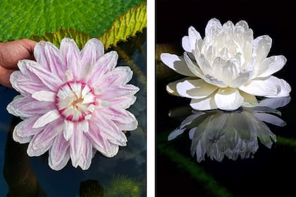 La flor masculina de la irupé es rosa, la femenina blanca. Cada planta despliega de a una flor por noche y rara vez dos flores simultáneas.