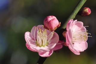 Flores que son insignia de países: por qué estas especies representan naciones