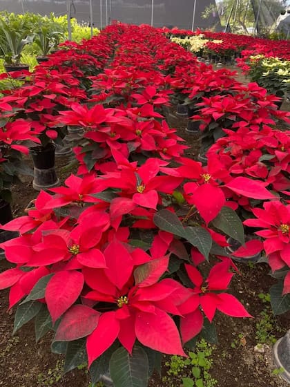 La flor poinsettia es una planta endémica de México, exportada a EE.UU. por un botánico norteamericano (Web/gob.mx)