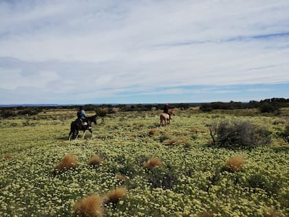 La flor puede haber llegado con las ovejas o entre los enseres de los inmigrantes