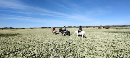 La flor se llama Cardaria draba –o wansi, como se la conoce localmente– y es una especie exótica