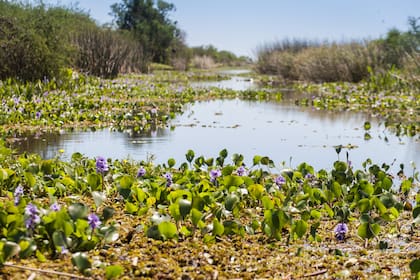 La flora de los esteros es bellísima.