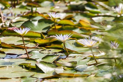 La flora es protagonista en Iberá.